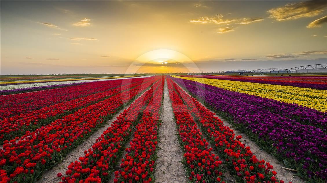 Fotoğraf stüdyosu gibi lale tarlaları