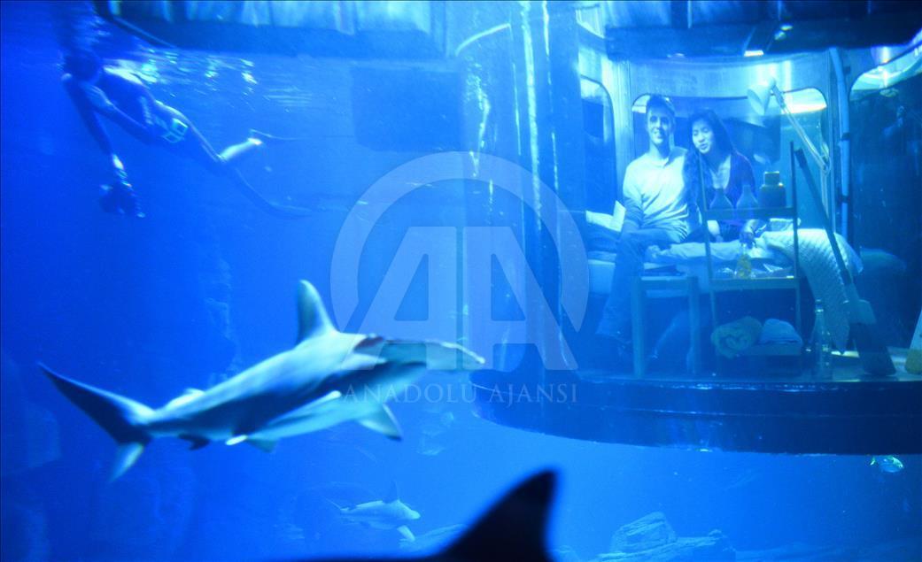 Köpek balıklarıyla dolu akvaryumda özel bir gece