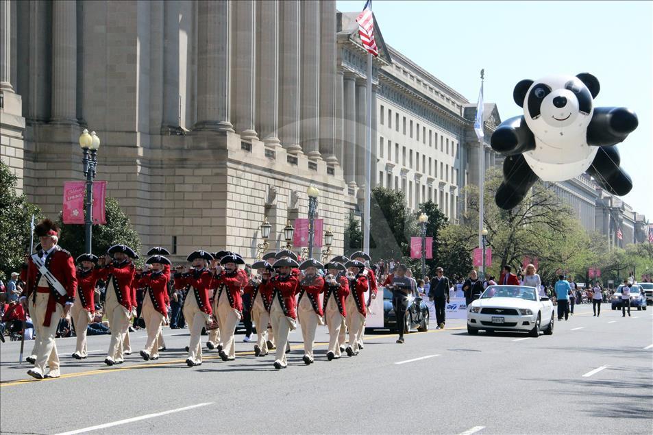 Washington'da "Ulusal Kiraz Çiçeği Festivali"