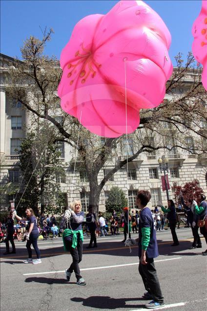 Washington'da "Ulusal Kiraz Çiçeği Festivali"