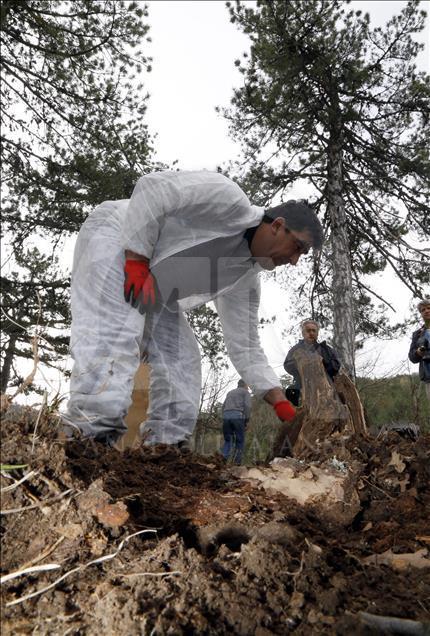 "Ormanların bekçisi" kırmızı karıncalar taşınıyor