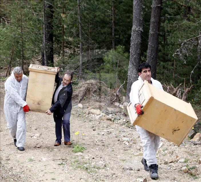 "Ormanların bekçisi" kırmızı karıncalar taşınıyor