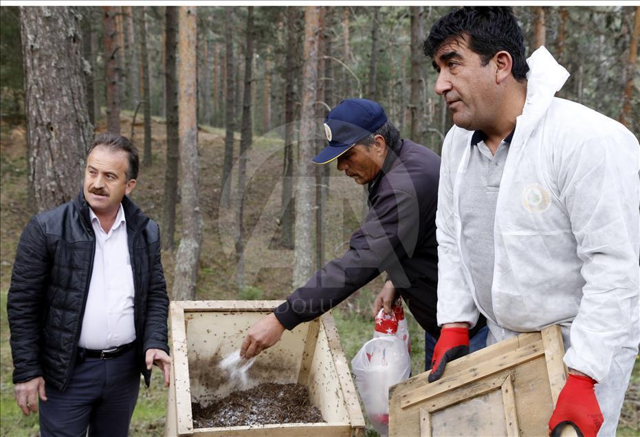 "Ormanların bekçisi" kırmızı karıncalar taşınıyor