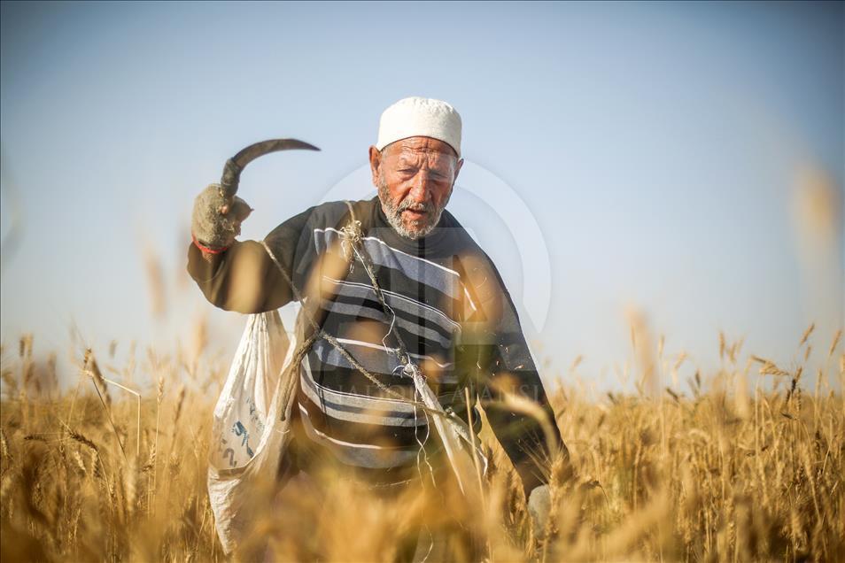 Gazze'de buğday hasadı başladı
