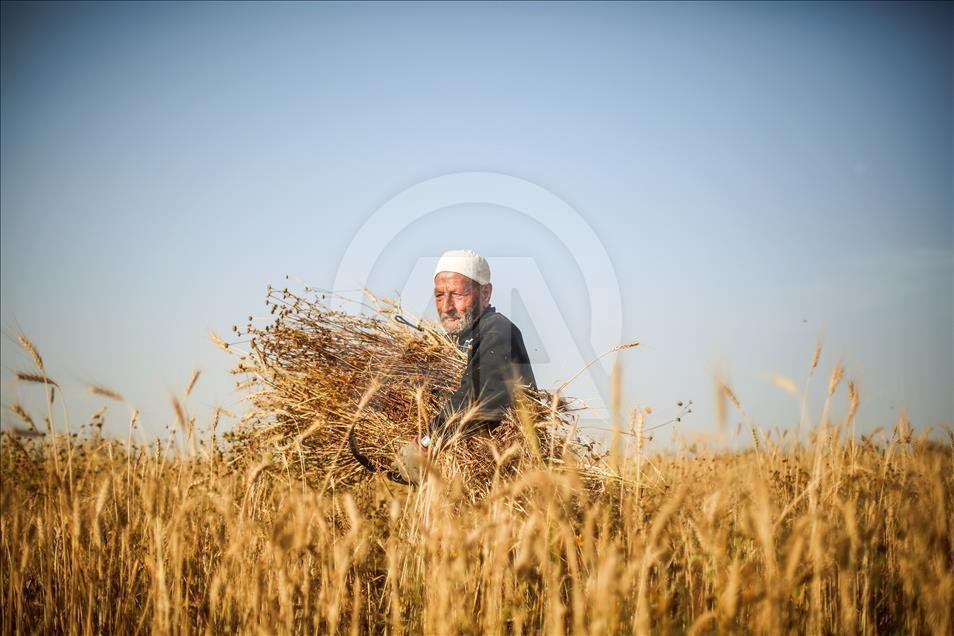Gazze'de buğday hasadı başladı