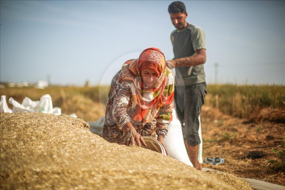 Gazze'de buğday hasadı başladı
