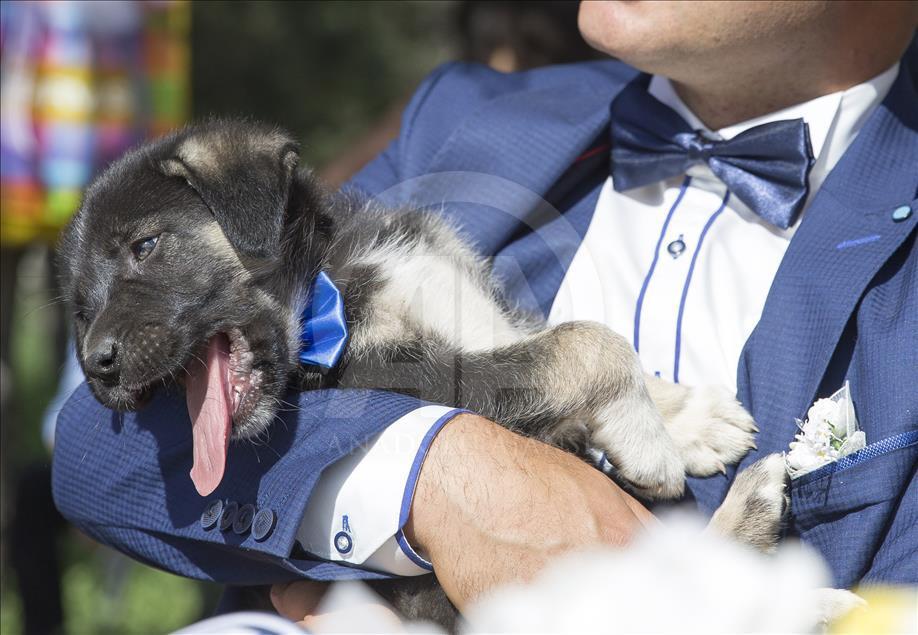 Hayvansever çiftten barınakta düğün