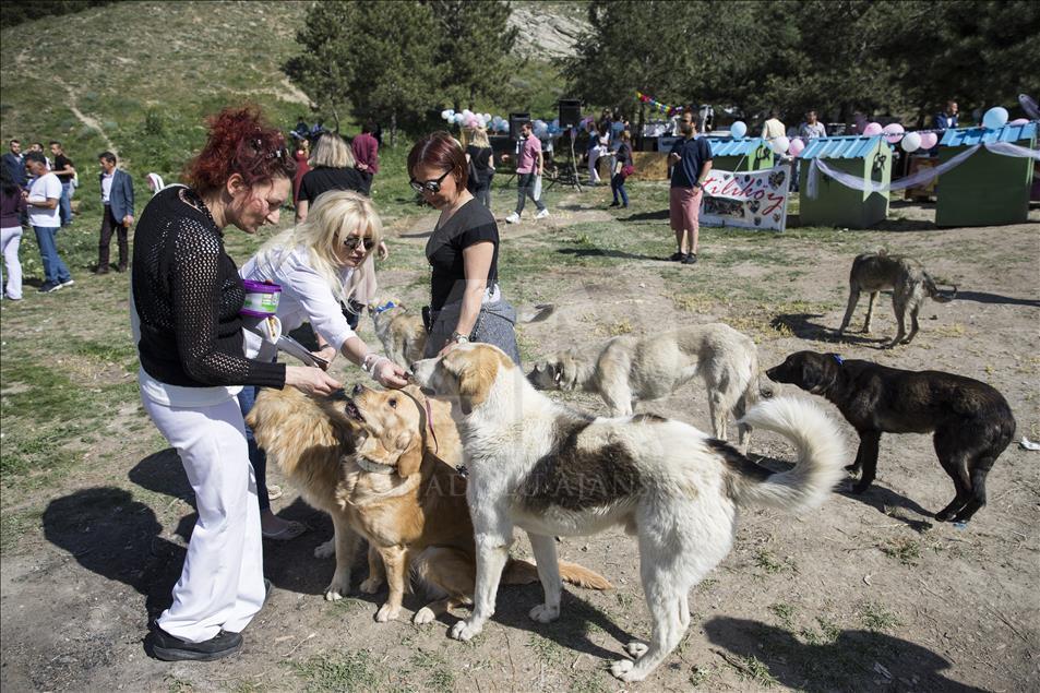 Hayvansever çiftten barınakta düğün