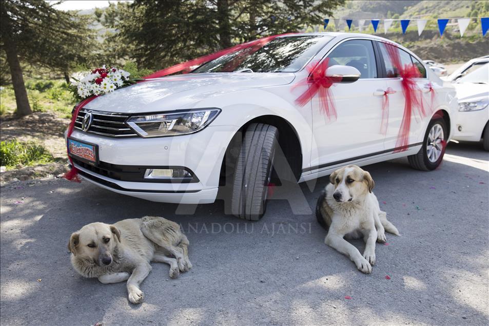 Hayvansever çiftten barınakta düğün