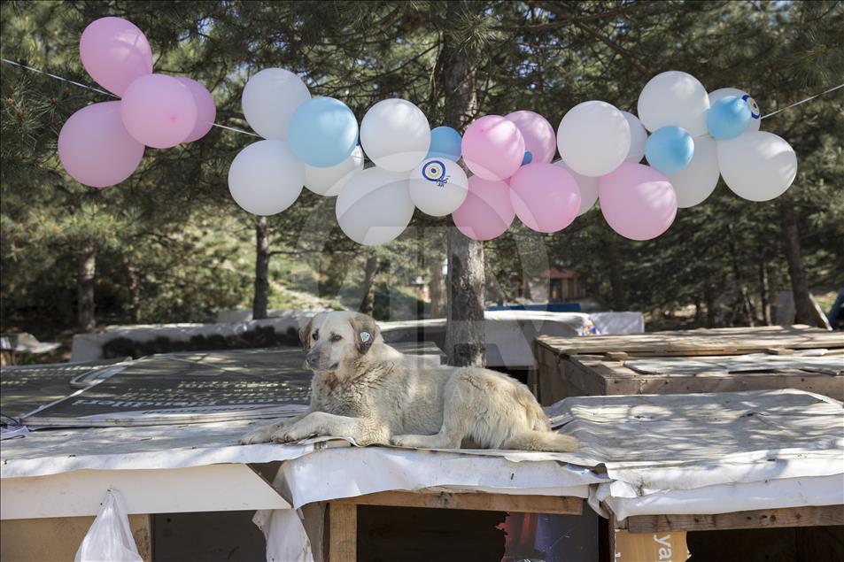 Hayvansever çiftten barınakta düğün