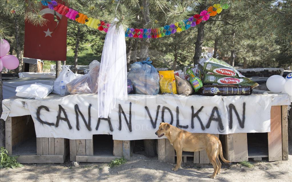 Hayvansever çiftten barınakta düğün
