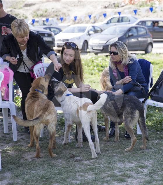 Hayvansever çiftten barınakta düğün