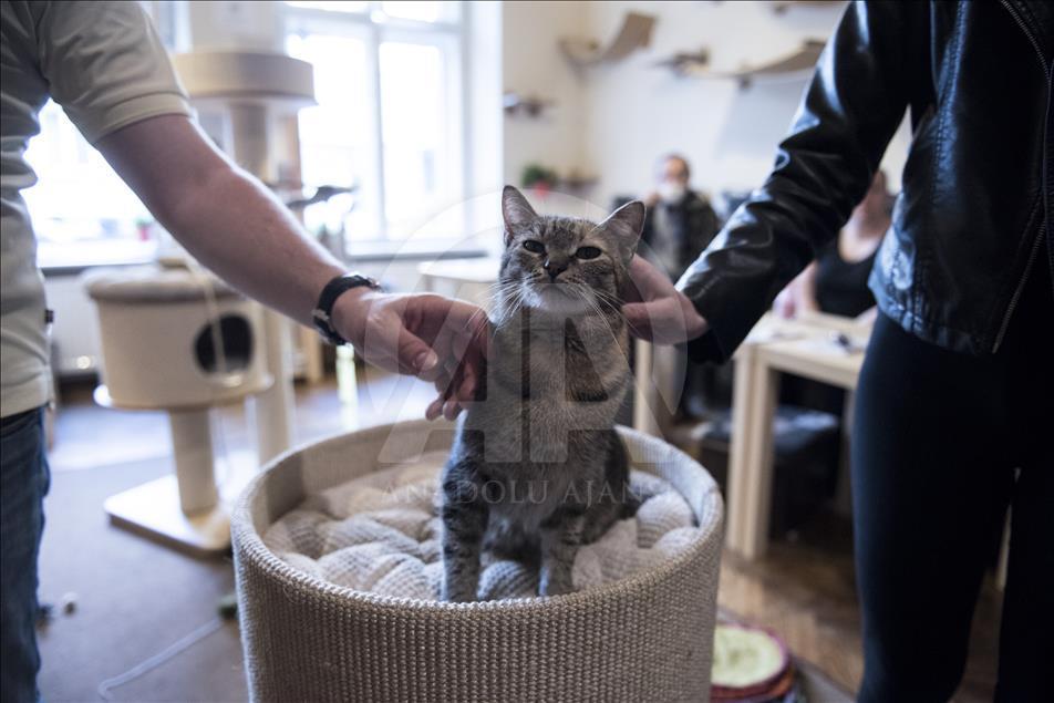 Polonya'da kedi konseptli kafe