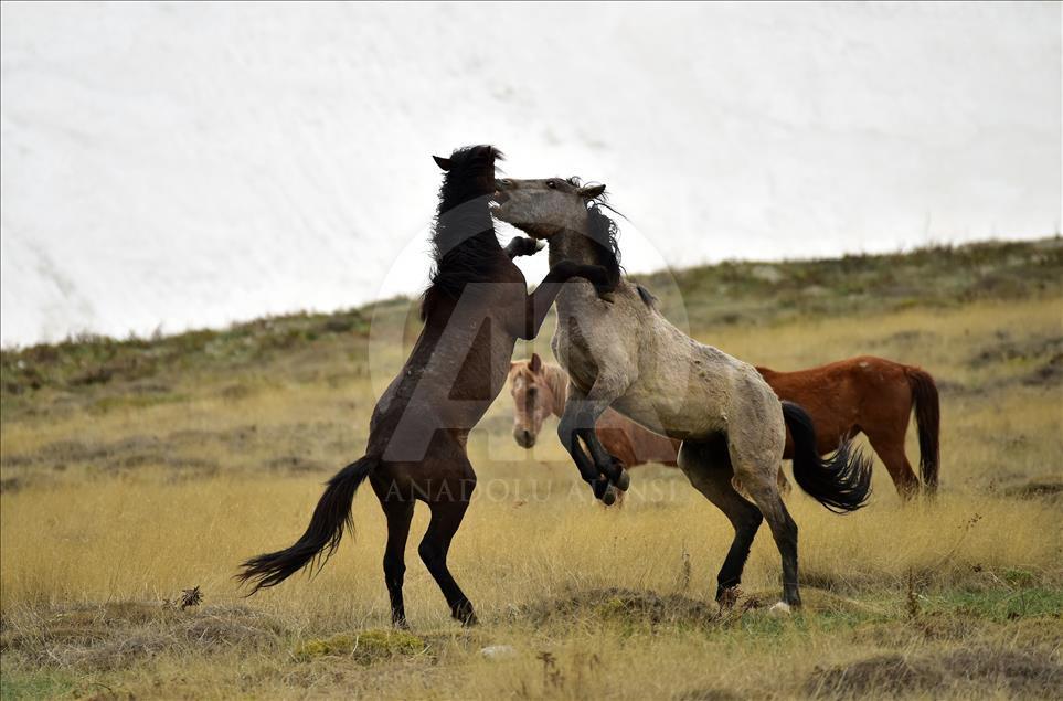 Toroslarda kış ve bahar mevsimi bir arada yaşanıyor