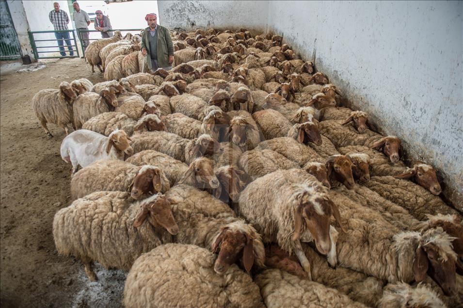 Koyunlara yaz "tıraş"ı