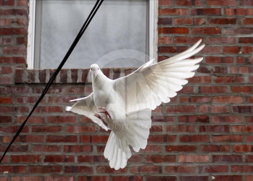 Çorum güvercinleri kanat çırpmadan New York’a ulaştı