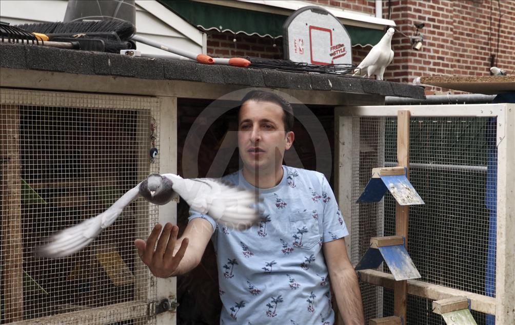 Çorum güvercinleri kanat çırpmadan New York’a ulaştı