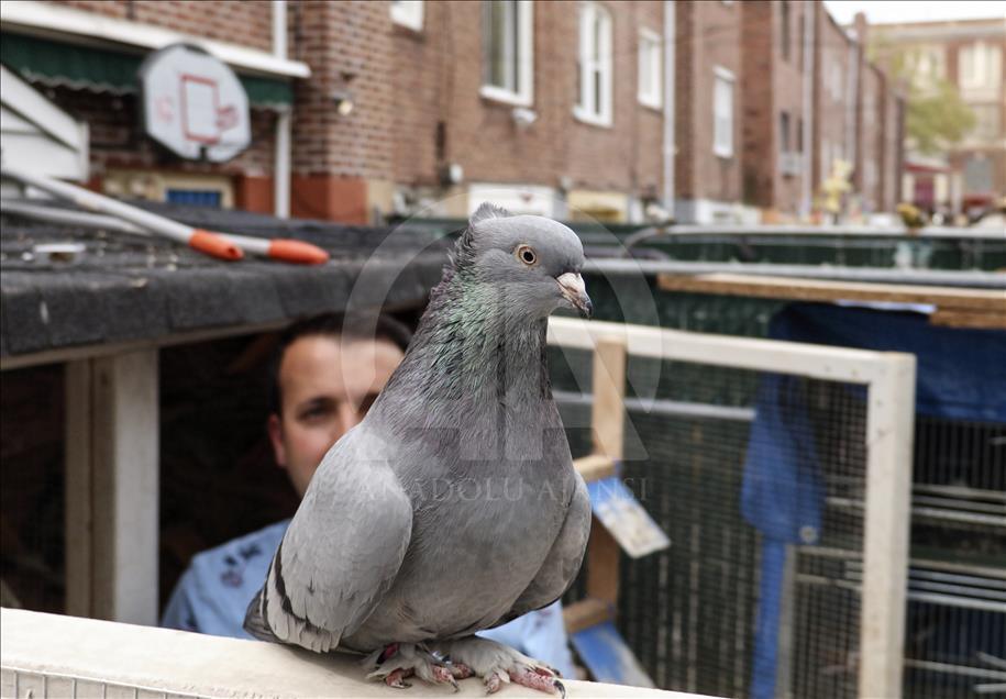 Çorum güvercinleri kanat çırpmadan New York’a ulaştı
