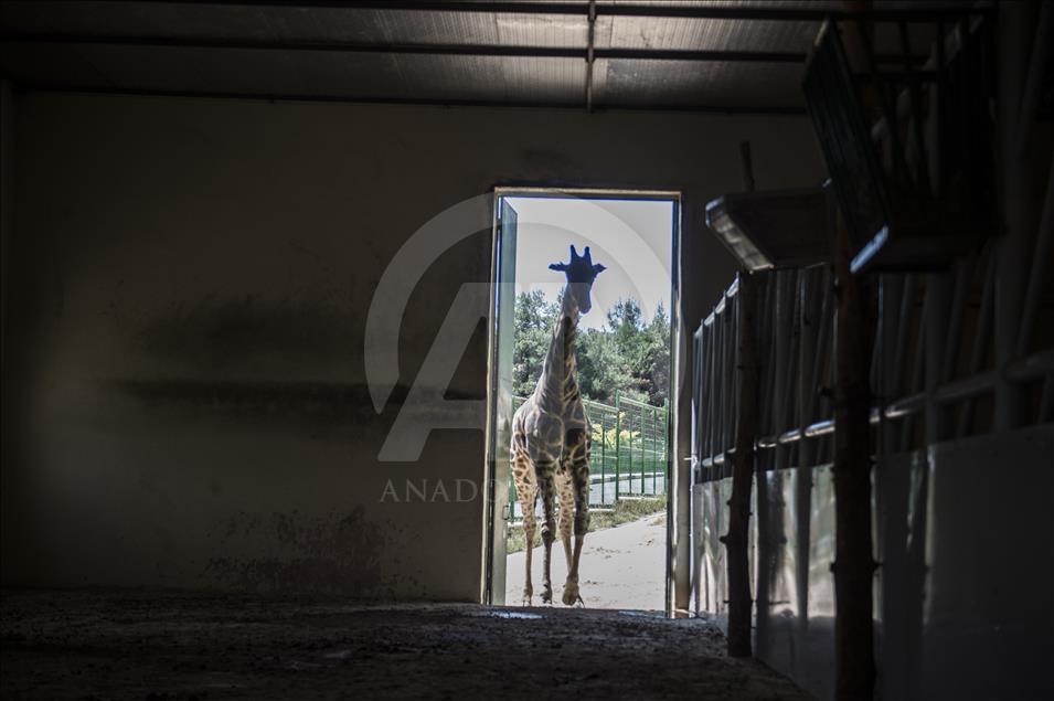 Müzmin bekar Şakir"e aranan eş bulundu