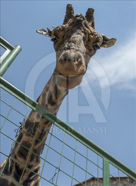 Müzmin bekar Şakir"e aranan eş bulundu
