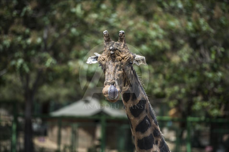 Müzmin bekar Şakir"e aranan eş bulundu