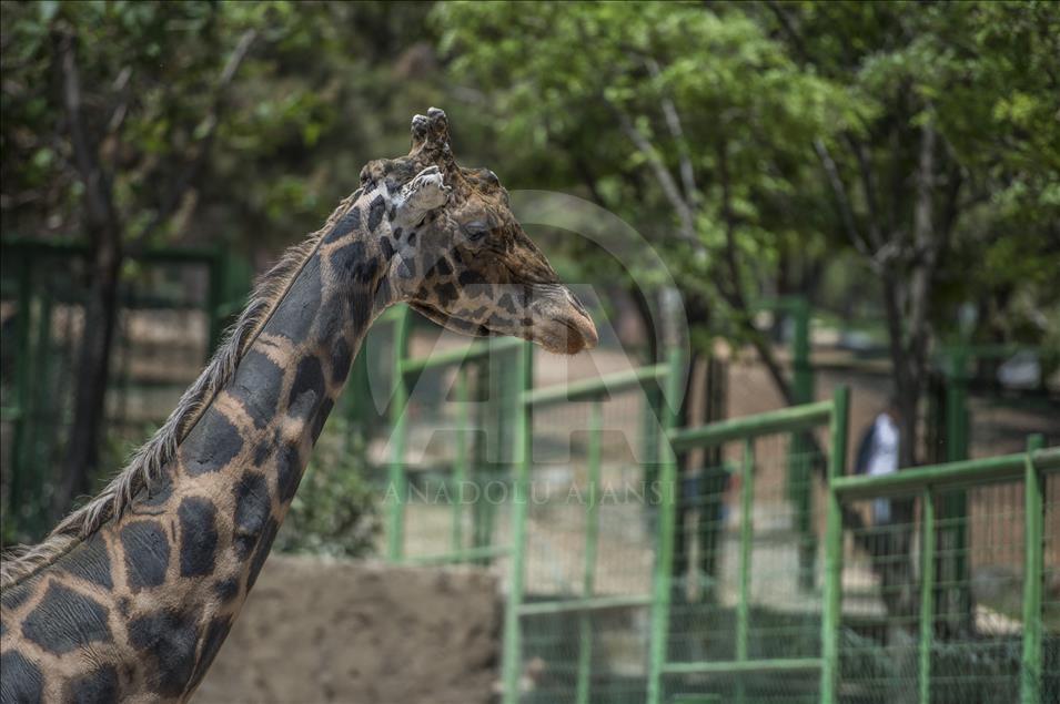 Müzmin bekar Şakir"e aranan eş bulundu