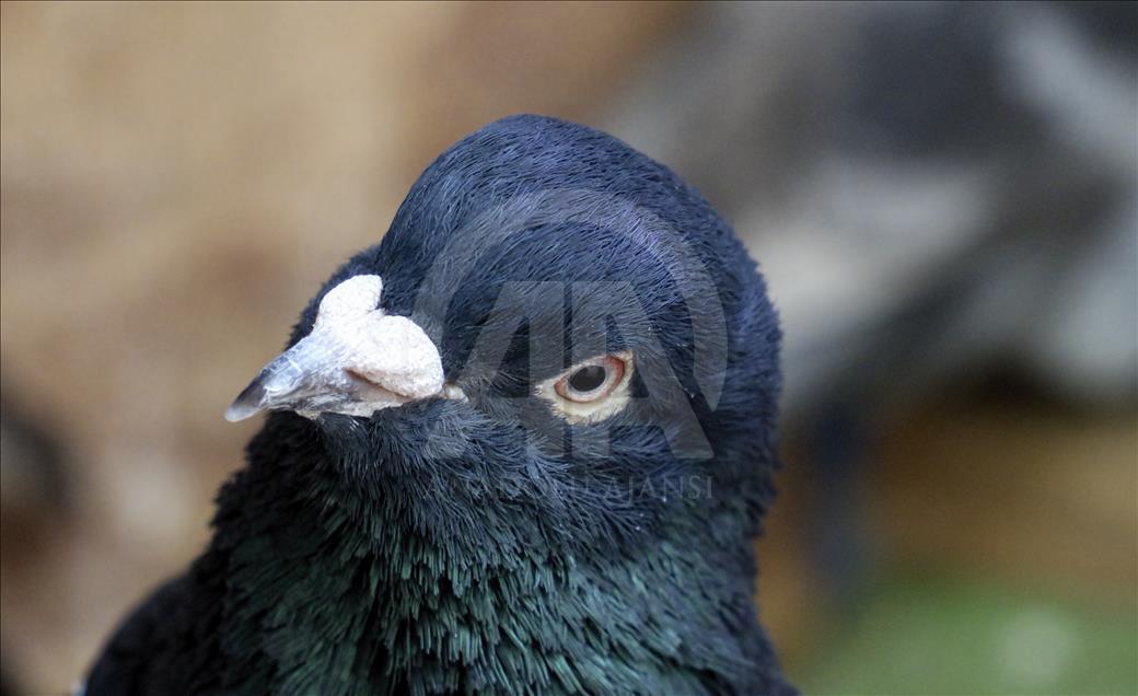 Çorum güvercinleri kanat çırpmadan New York’a ulaştı