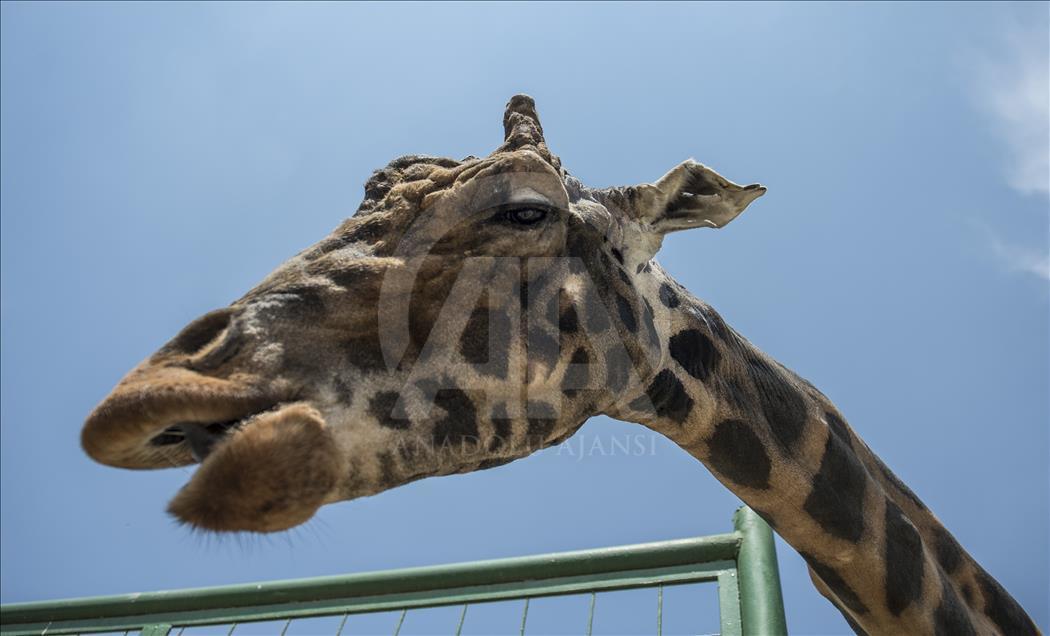 Müzmin bekar Şakir"e aranan eş bulundu
