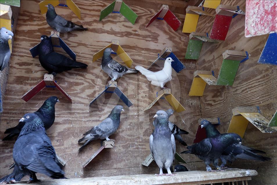 Çorum güvercinleri kanat çırpmadan New York’a ulaştı