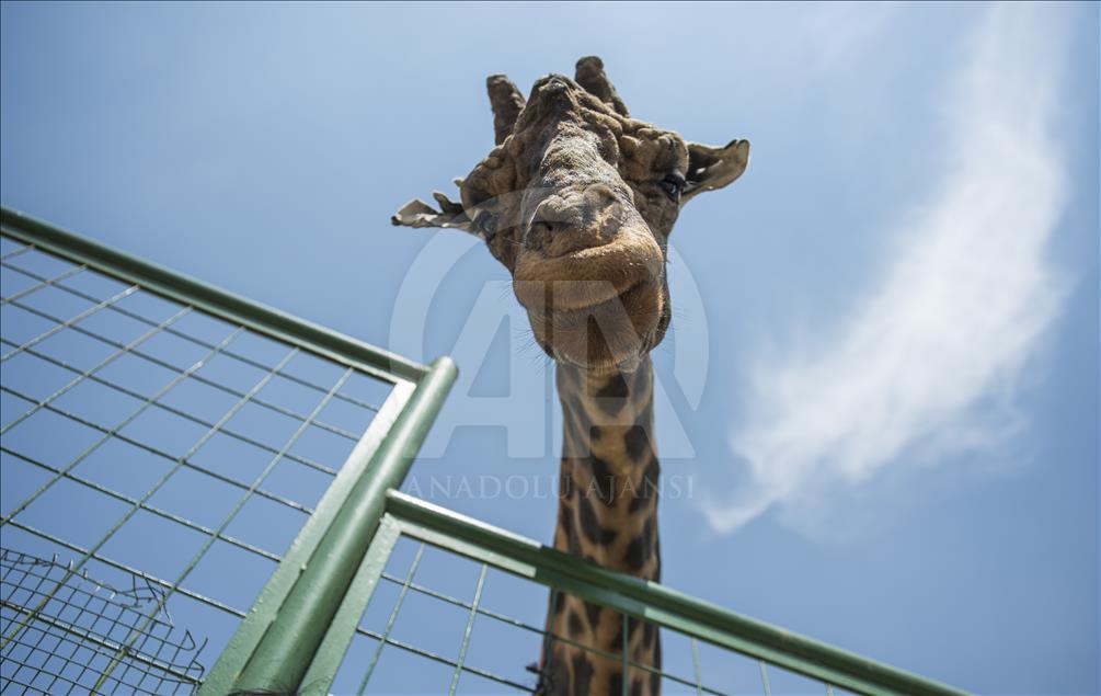 Müzmin bekar Şakir"e aranan eş bulundu