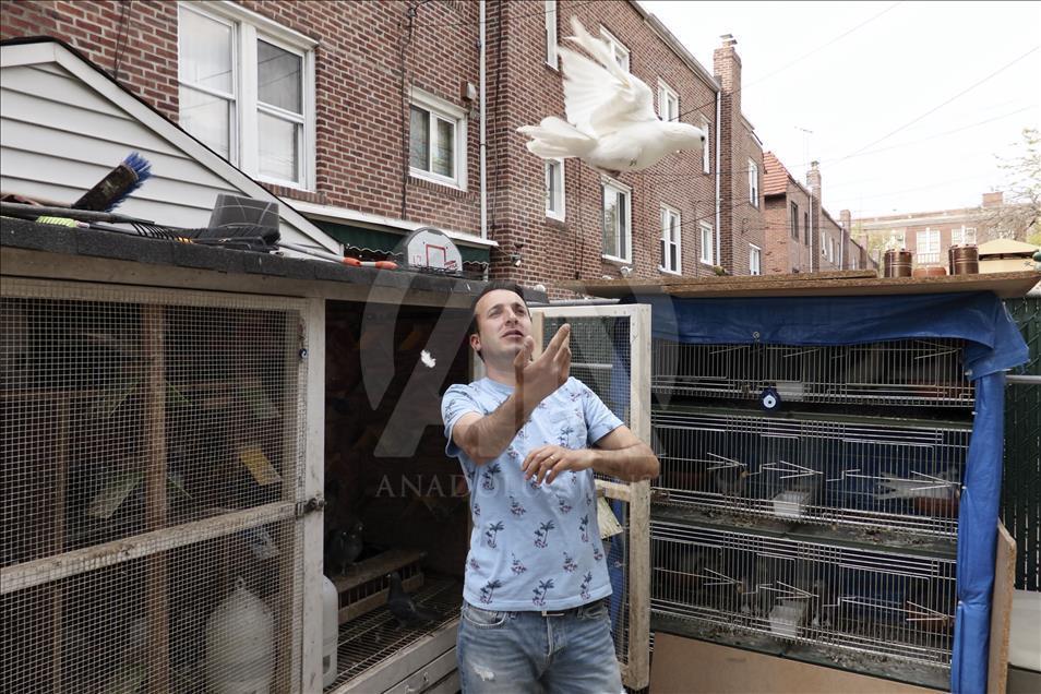 Çorum güvercinleri kanat çırpmadan New York’a ulaştı