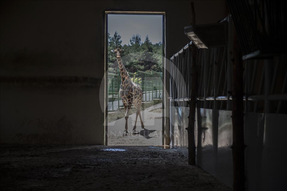 Müzmin bekar Şakir"e aranan eş bulundu