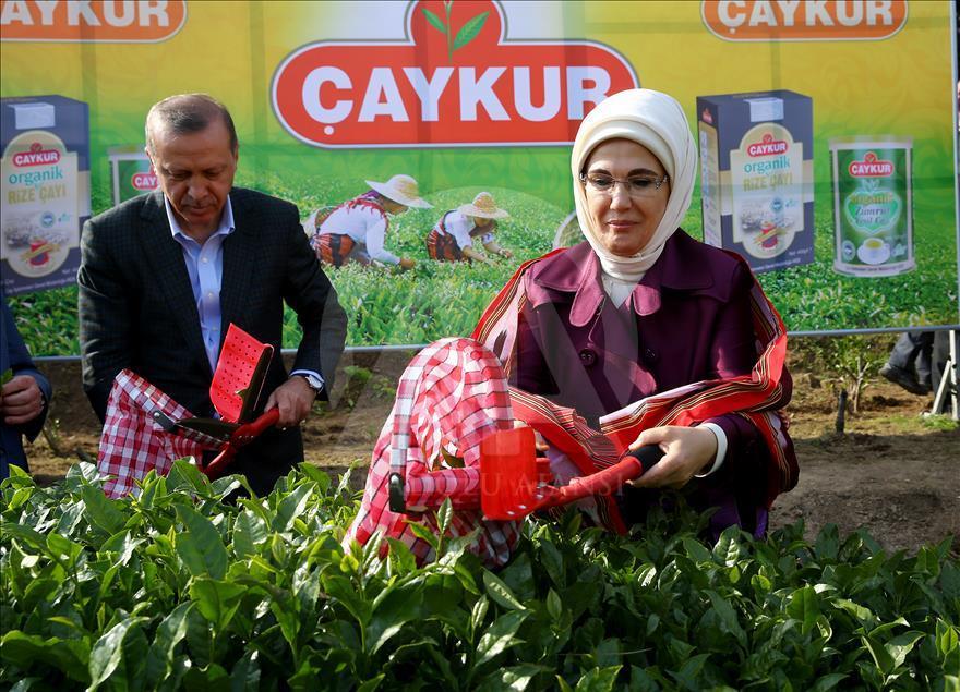 Cumhurbaşkanı Erdoğan Rize'de