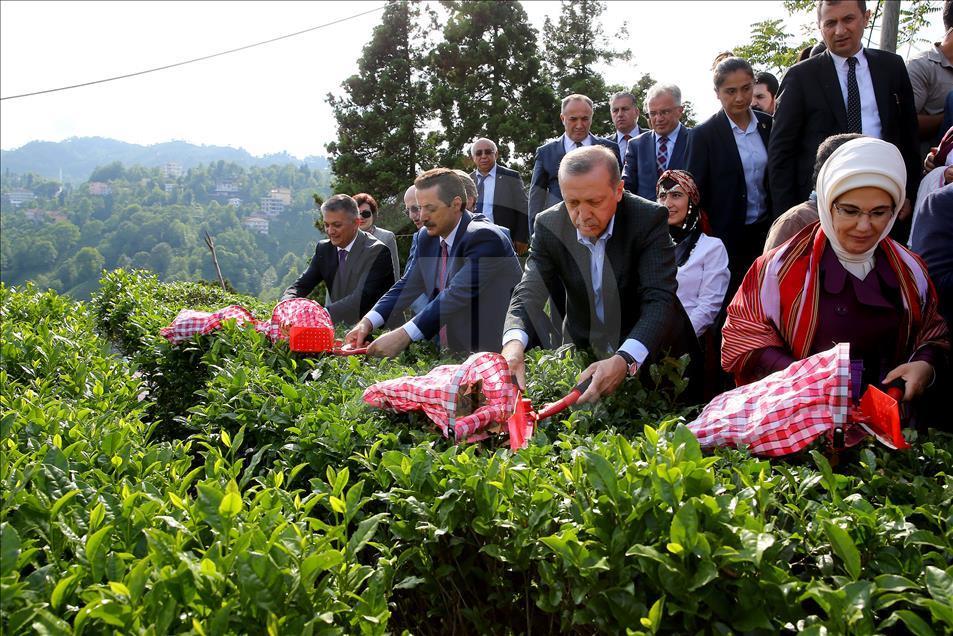Cumhurbaşkanı Erdoğan Rize'de