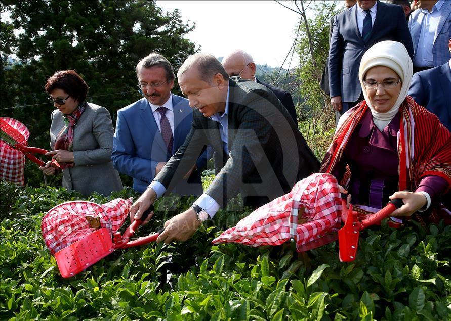 Cumhurbaşkanı Erdoğan Rize'de