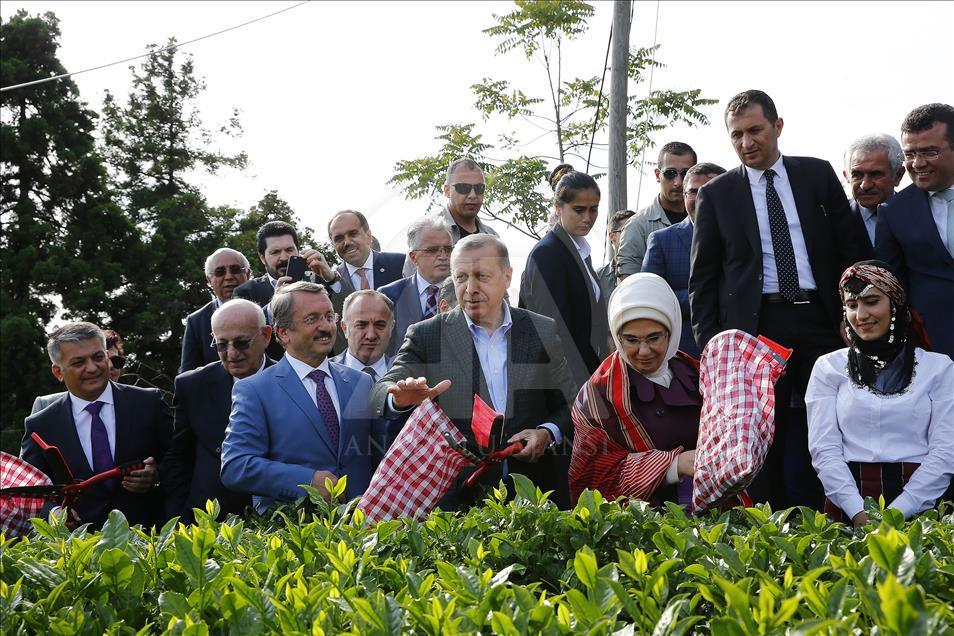 Cumhurbaşkanı Erdoğan Rize'de