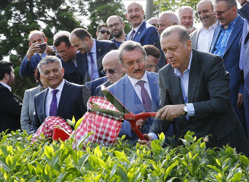 Cumhurbaşkanı Erdoğan Rize'de