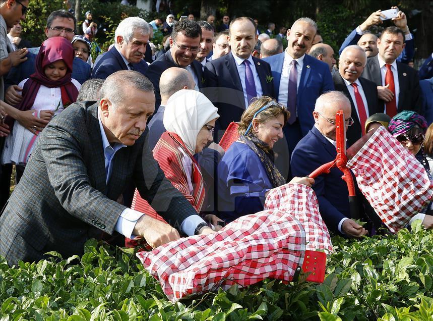 Cumhurbaşkanı Erdoğan Rize'de