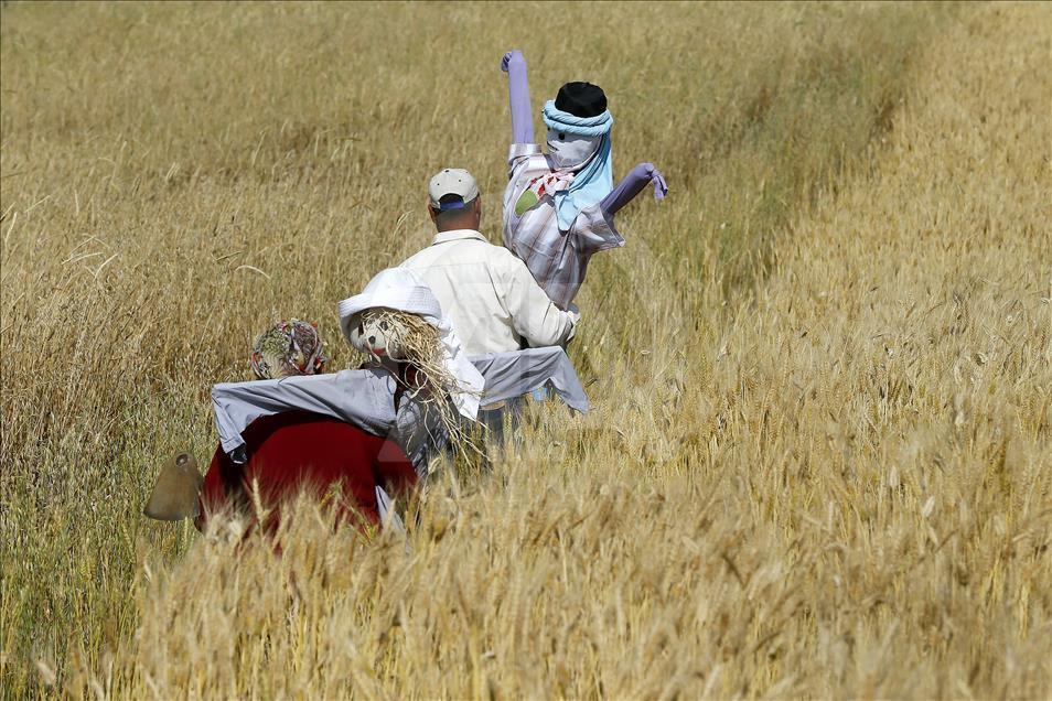 300 tarla korkuluğu festivale hazırlanıyor