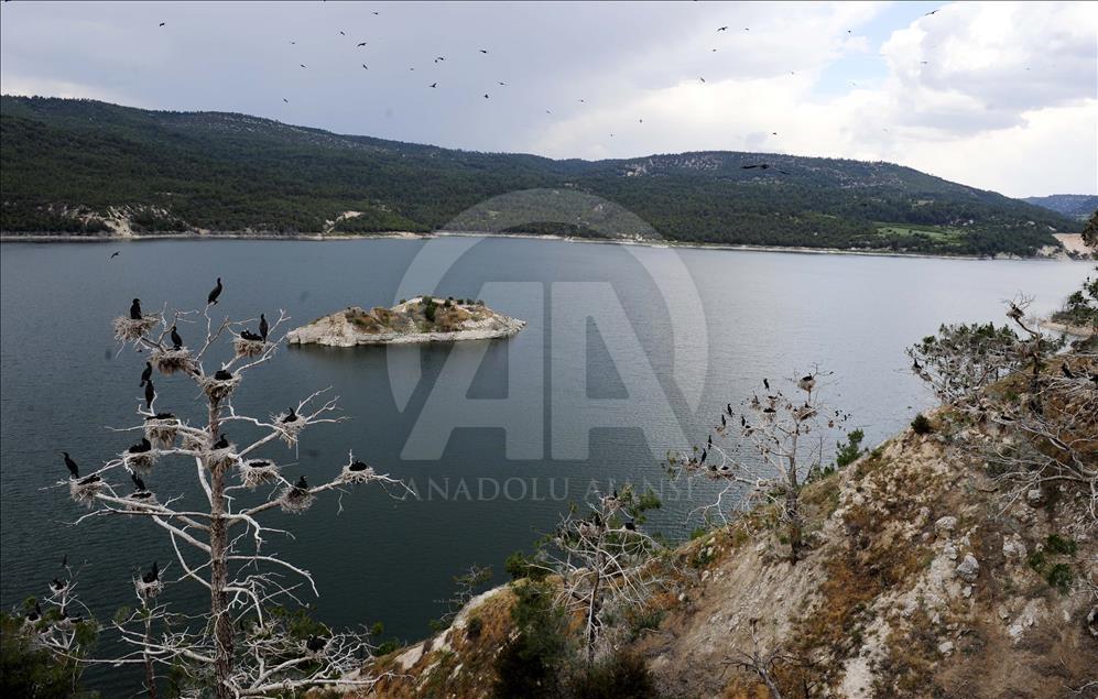 Adıgüzel Barajı kuşlarla cıvıl cıvıl