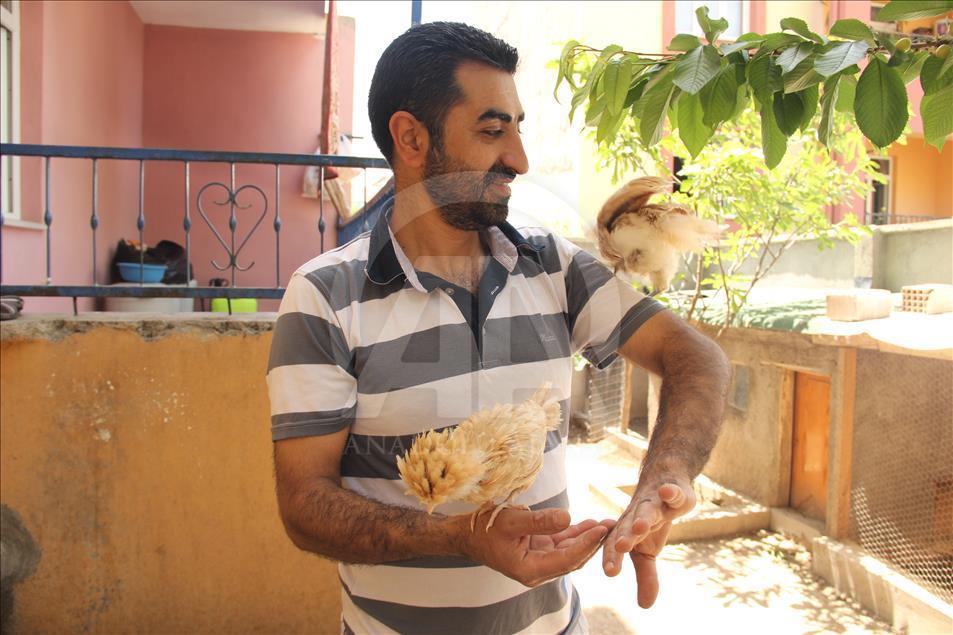 Hobi olsun diye aldığı süs tavukları altın yumurtluyor 