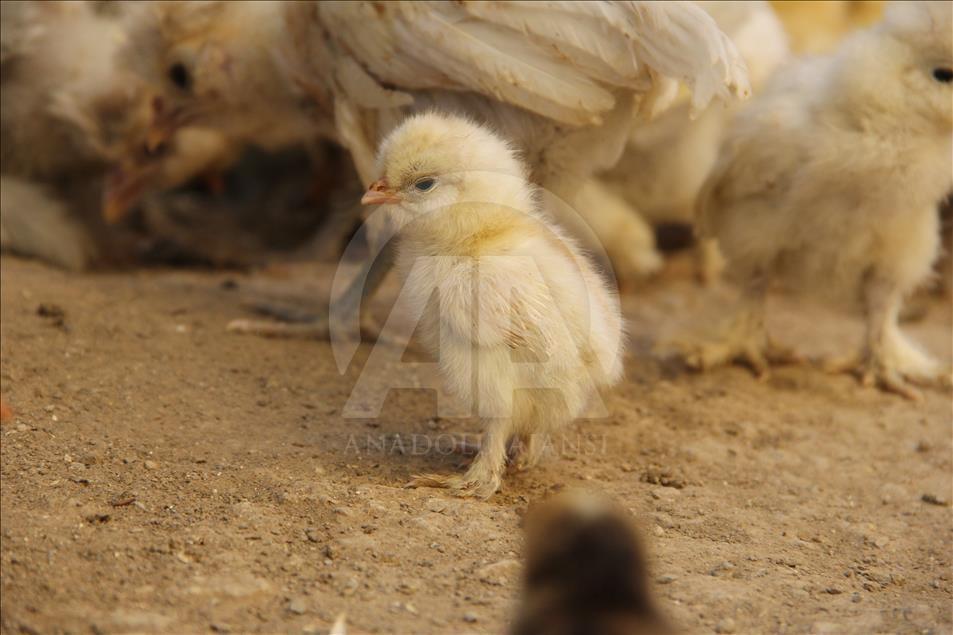 Hobi olsun diye aldığı süs tavukları altın yumurtluyor 
