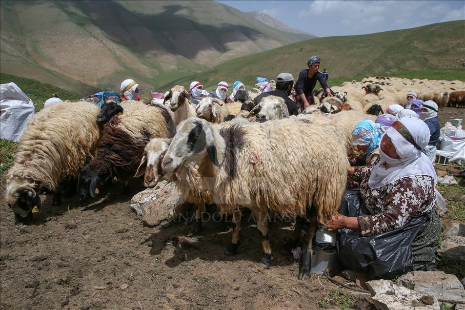 "Berivan"ların zorlu yayla mesaisi