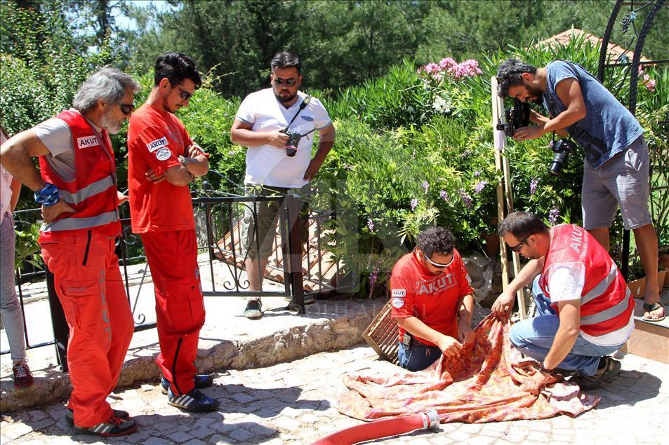 Boruya sıkışan kaplumbağalar kurtarıldı