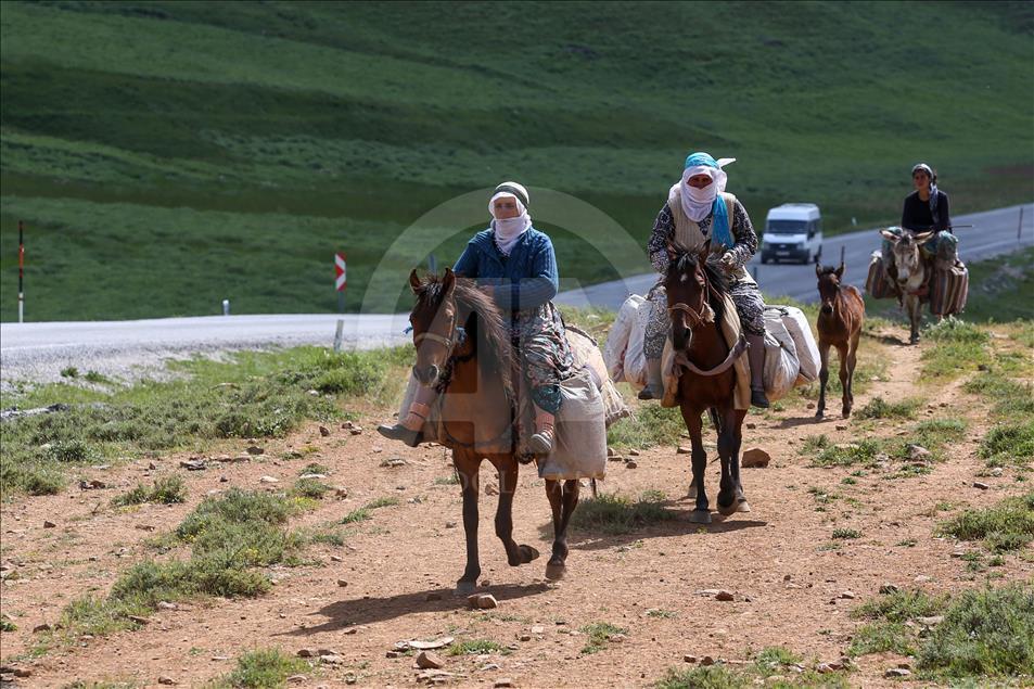 "Berivan"ların zorlu yayla mesaisi