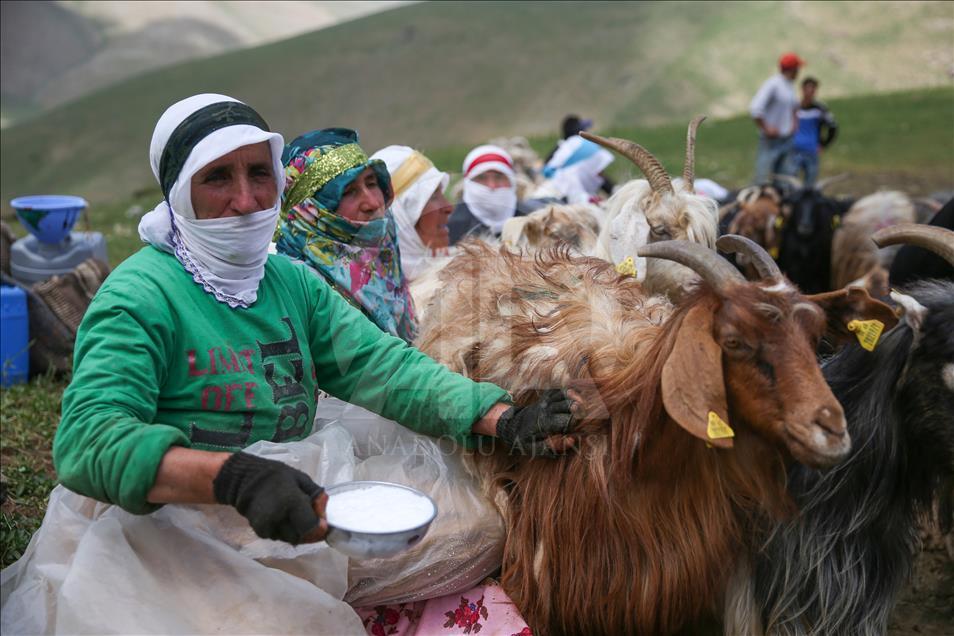 "Berivan"ların zorlu yayla mesaisi