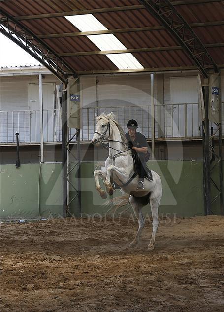 "Dört nala" güvenlik