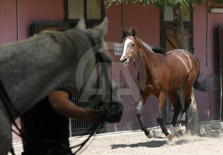 "Dört nala" güvenlik