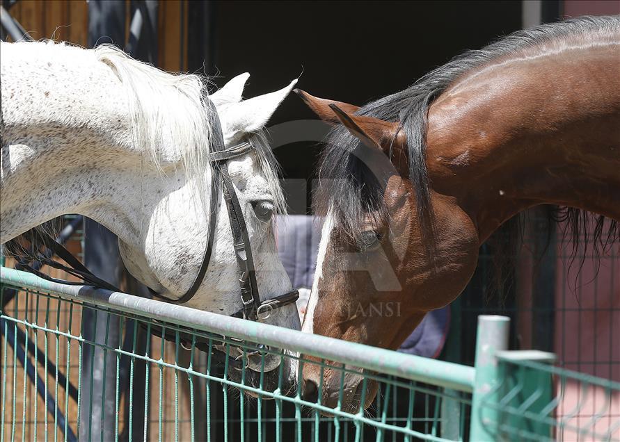 "Dört nala" güvenlik