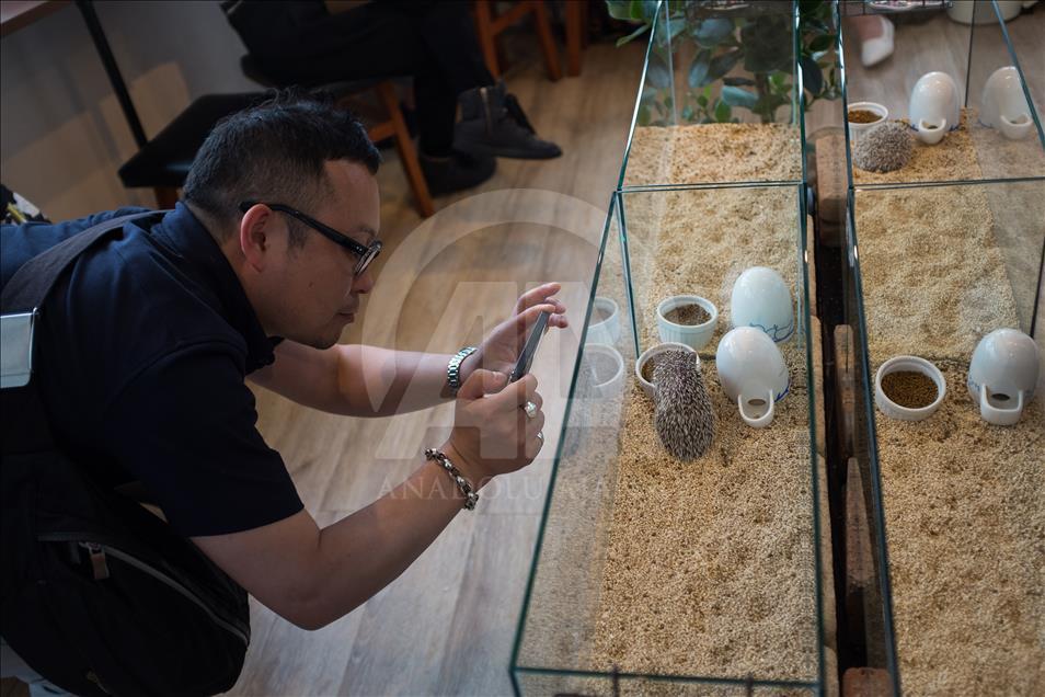 Tokyo'da Kirpi Kafe